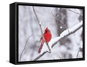 Cardinal in Snow-Lynn M^ Stone-Framed Stretched Canvas
