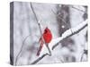 Cardinal in Snow-Lynn M^ Stone-Stretched Canvas