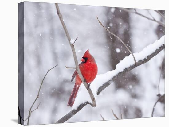 Cardinal in Snow-Lynn M^ Stone-Stretched Canvas