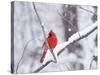 Cardinal in Snow-Lynn M^ Stone-Stretched Canvas