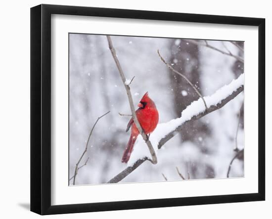 Cardinal in Snow-Lynn M^ Stone-Framed Premium Photographic Print