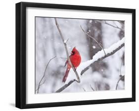 Cardinal in Snow-Lynn M^ Stone-Framed Premium Photographic Print