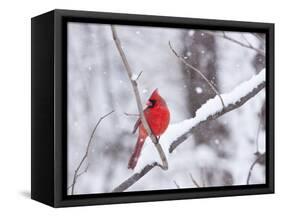 Cardinal in Snow-Lynn M^ Stone-Framed Stretched Canvas