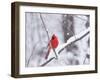 Cardinal in Snow-Lynn M^ Stone-Framed Photographic Print