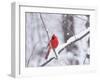 Cardinal in Snow-Lynn M^ Stone-Framed Photographic Print