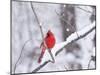 Cardinal in Snow-Lynn M^ Stone-Mounted Photographic Print