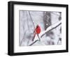 Cardinal in Snow-Lynn M^ Stone-Framed Photographic Print