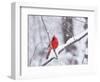 Cardinal in Snow-Lynn M^ Stone-Framed Photographic Print