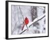 Cardinal in Snow-Lynn M^ Stone-Framed Photographic Print