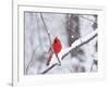 Cardinal in Snow-Lynn M^ Stone-Framed Photographic Print