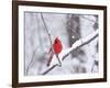 Cardinal in Snow-Lynn M^ Stone-Framed Photographic Print