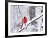 Cardinal in Snow-Lynn M^ Stone-Framed Photographic Print