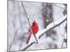 Cardinal in Snow-Lynn M^ Stone-Mounted Photographic Print