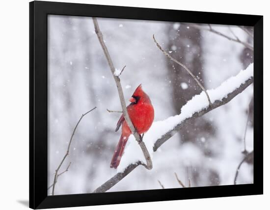 Cardinal in Snow-Lynn M^ Stone-Framed Photographic Print