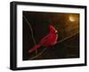 Cardinal In The Moonlight-James Redding-Framed Art Print