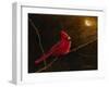 Cardinal In The Moonlight-James Redding-Framed Art Print