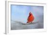 Cardinal in the Snow-Jai Johnson-Framed Giclee Print