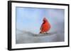 Cardinal in the Snow-Jai Johnson-Framed Giclee Print