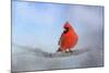 Cardinal in the Snow-Jai Johnson-Mounted Giclee Print