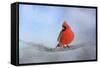 Cardinal in the Snow-Jai Johnson-Framed Stretched Canvas
