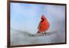 Cardinal in the Snow-Jai Johnson-Framed Giclee Print
