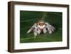 Cardinal jumper spider on a leaf, USA-Barry Mansell-Framed Photographic Print