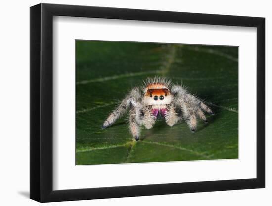 Cardinal jumper spider on a leaf, USA-Barry Mansell-Framed Photographic Print