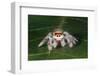 Cardinal jumper spider on a leaf, USA-Barry Mansell-Framed Photographic Print