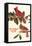 Cardinal, Kentucky's State Bird-null-Framed Stretched Canvas