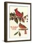 Cardinal, Kentucky's State Bird-null-Framed Art Print