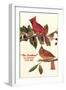 Cardinal, Kentucky's State Bird-null-Framed Art Print