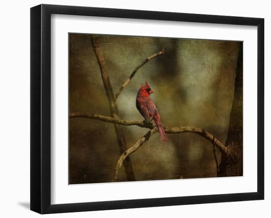 Cardinal on a Branch-Jai Johnson-Framed Giclee Print