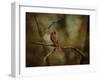 Cardinal on a Branch-Jai Johnson-Framed Giclee Print