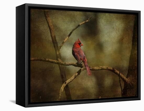 Cardinal on a Branch-Jai Johnson-Framed Stretched Canvas