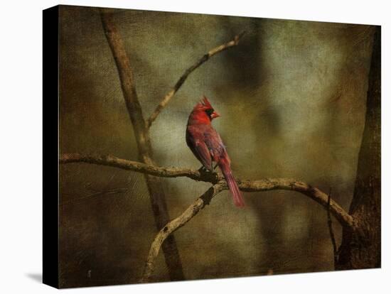 Cardinal on a Branch-Jai Johnson-Stretched Canvas