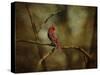 Cardinal on a Branch-Jai Johnson-Stretched Canvas