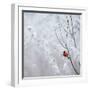 Cardinal on Winter Branch-Krista Mosakowski-Framed Giclee Print