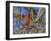 Cardinal resting on branch-Michael Scheufler-Framed Photographic Print