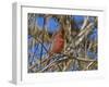 Cardinal resting on branch-Michael Scheufler-Framed Photographic Print