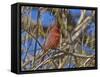 Cardinal resting on branch-Michael Scheufler-Framed Stretched Canvas