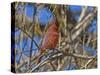 Cardinal resting on branch-Michael Scheufler-Stretched Canvas