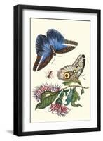 Cardinal's Guard Butterfly with Idomeneus Giant Owl Butterfly-Maria Sibylla Merian-Framed Art Print