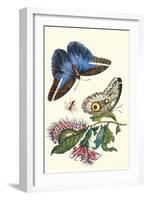 Cardinal's Guard Butterfly with Idomeneus Giant Owl Butterfly-Maria Sibylla Merian-Framed Art Print