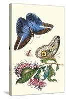 Cardinal's Guard Butterfly with Idomeneus Giant Owl Butterfly-Maria Sibylla Merian-Stretched Canvas
