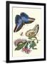 Cardinal's Guard Butterfly with Idomeneus Giant Owl Butterfly-Maria Sibylla Merian-Framed Art Print