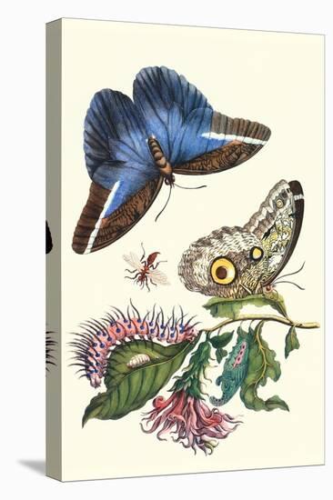 Cardinal's Guard Butterfly with Idomeneus Giant Owl Butterfly-Maria Sibylla Merian-Stretched Canvas