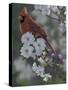 Cardinal Spring Blossoms-Jeffrey Hoff-Stretched Canvas