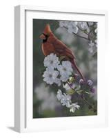 Cardinal Spring Blossoms-Jeffrey Hoff-Framed Photographic Print
