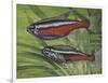 Cardinal Tetra (Paracheirodon Axelrodi), Characidae, Drawing-null-Framed Premium Giclee Print