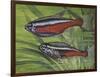 Cardinal Tetra (Paracheirodon Axelrodi), Characidae, Drawing-null-Framed Premium Giclee Print